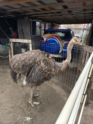 Struț de vânzare  - imagine 4