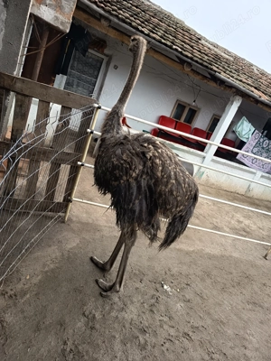 Struț de vânzare  - imagine 3