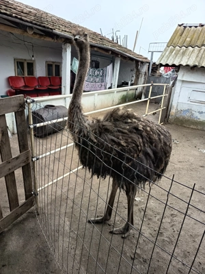 Struț de vânzare  - imagine 2