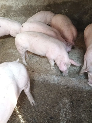 Porci  60-80kg130-150 kg  ofer transport  - imagine 6