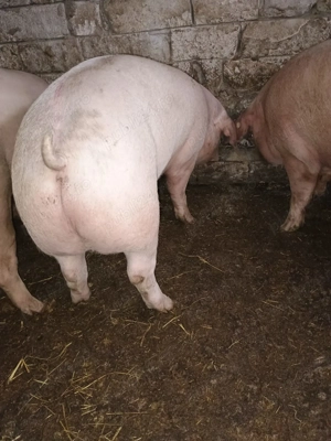 Porci  60-80kg130-150 kg  ofer transport 