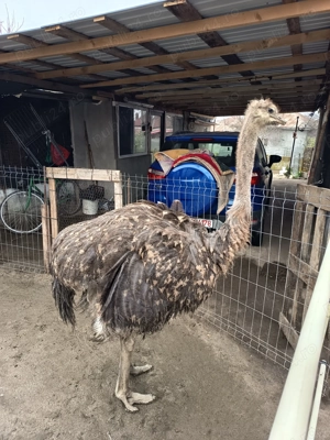 Struț de vânzare  - imagine 5
