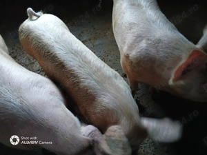 Porc 120+ kg - imagine 2