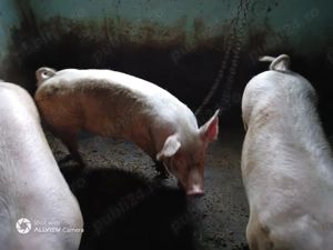 Porc 120+ kg - imagine 5