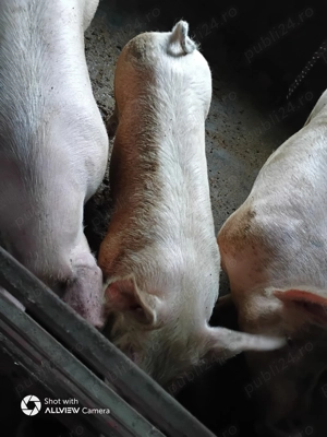 Porc 120+ kg - imagine 4