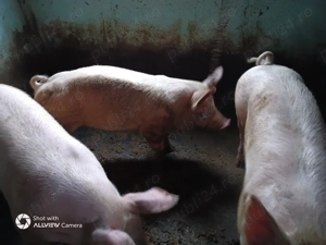 Porc 120+ kg - imagine 3