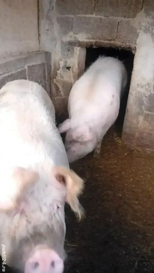 Vand porci! - imagine 2