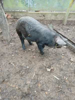 Vând porc in greutate de 80  100 kg