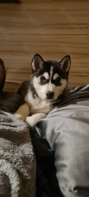 Pui Husky Siberian - imagine 4