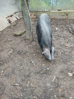 Vând porc in greutate de 80  100 kg - imagine 2
