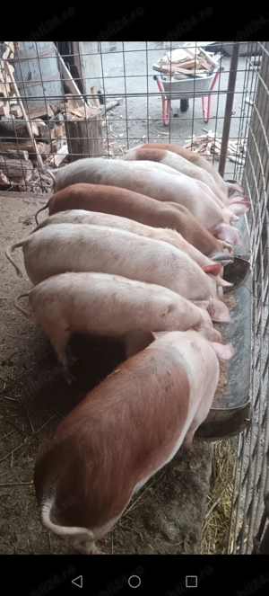 5 grăsuni disponibili 40+ kg - imagine 5