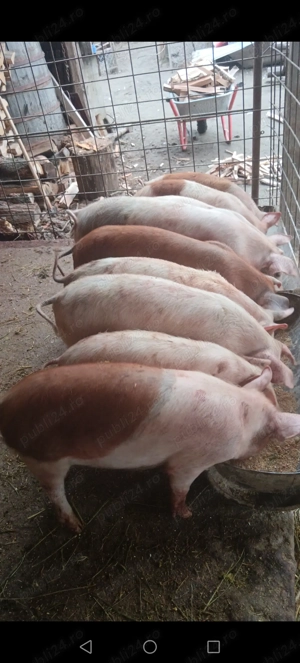 5 grăsuni disponibili 40+ kg - imagine 3