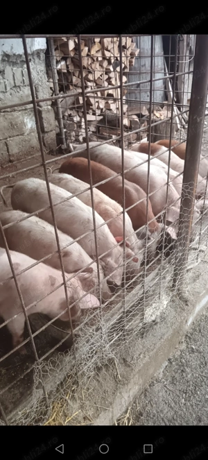 5 grăsuni disponibili 40+ kg - imagine 4