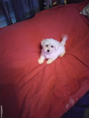 Bichon Maltez Pasaport Bishon Bison - imagine 2