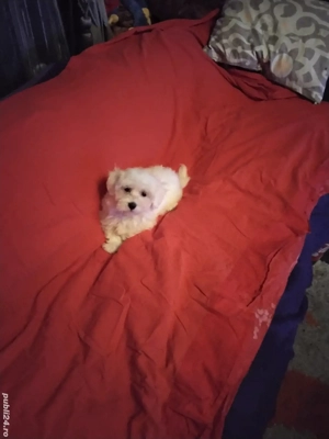 Bichon Maltez Pasaport Bishon Bison  - imagine 4