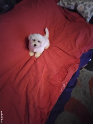 Bichon Maltez Pasaport Bishon Bison  - imagine 5