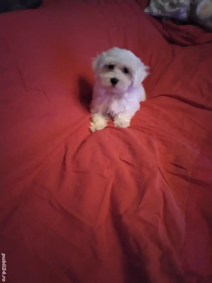 Bichon Maltez Pasaport Bishon Bison  - imagine 3
