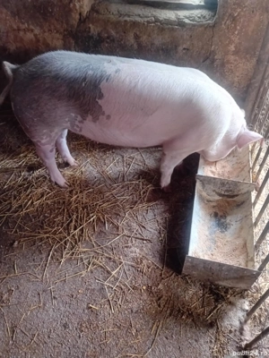 scroafa de vanzare  - imagine 2