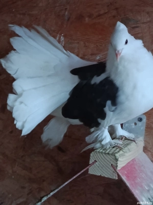 voltati indieni  - imagine 4