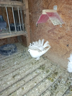 voltati indieni  - imagine 2