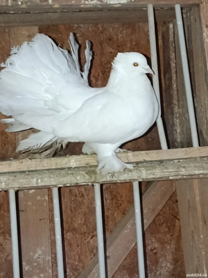 voltati indieni  - imagine 3