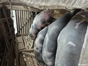 Porci mari de vanzare - imagine 2