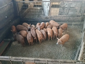 mangalita cu duroc 