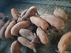 mangalita cu duroc  - imagine 2