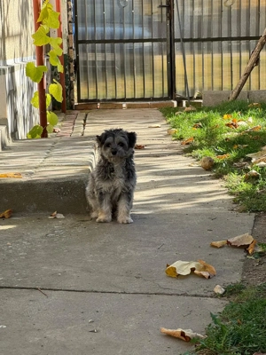 Donez bichon fetiță vârsta 6 luni  - imagine 3