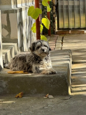 Donez bichon fetiță vârsta 6 luni  - imagine 4