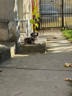 Donez bichon fetiță vârsta 6 luni  - imagine 5