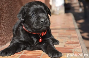 Labrador Retriever fetita