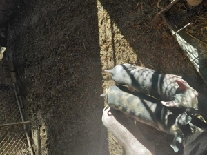 Vând purcei de 6 săptămâni! - imagine 3