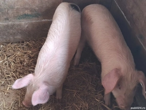 vând 2 purcei de 12 săptămâni  25 kg