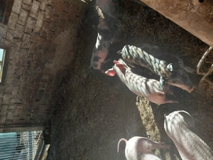 Vând purcei de 6 săptămâni!