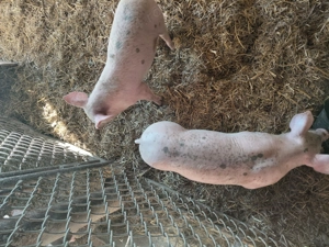 Vând purcei de 6 săptămâni! - imagine 2