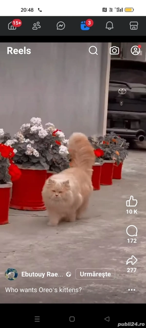 Vind motănel roșcat persan