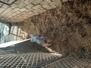 Vând purcei de 6 săptămâni! - imagine 4