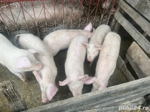 soldani de vanzare  - imagine 2