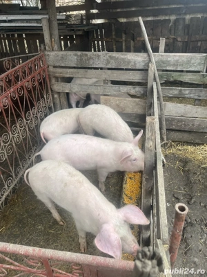 soldani de vanzare  - imagine 4