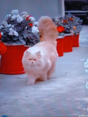 Vind pui de pisică Persană 