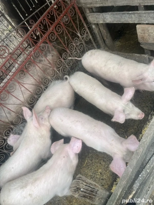 soldani de vanzare  - imagine 3