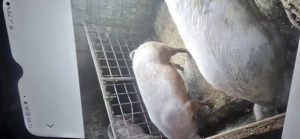 Porci de vanzare 16 lei kg negociabil