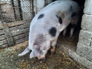 Vand porc  - imagine 3