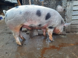 Vand porc  - imagine 4