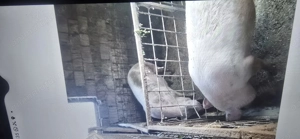 Porci de vanzare 16 lei kg negociabil - imagine 2