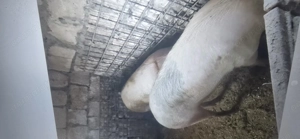 Porci de vanzare 16 lei kg negociabil - imagine 3