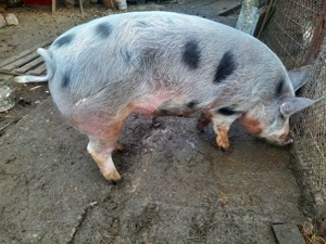 Vand porc  - imagine 2