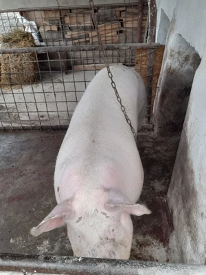 Vând porc 190- 200 kg