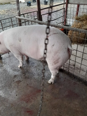 Vând porc 190- 200 kg - imagine 2